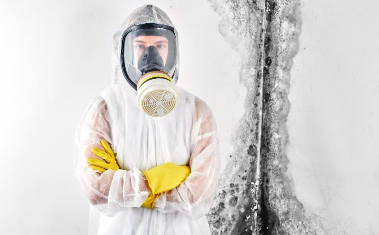  Mold Removal Tips- Should I Be Worried About This Mold?